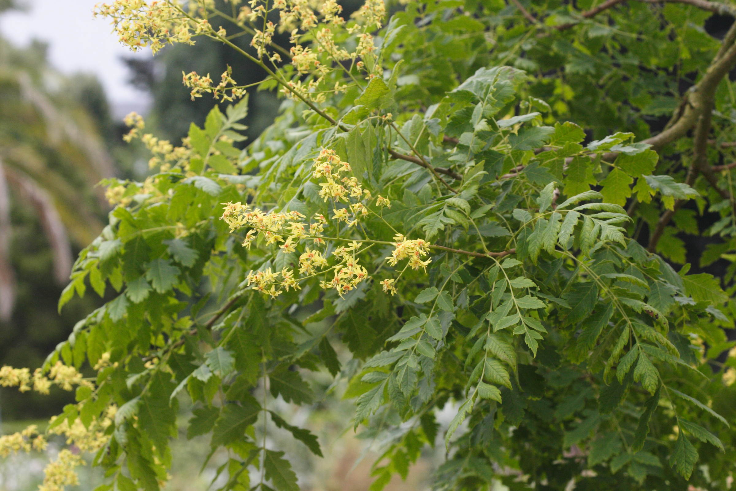 koelreuteria_paniculata8md