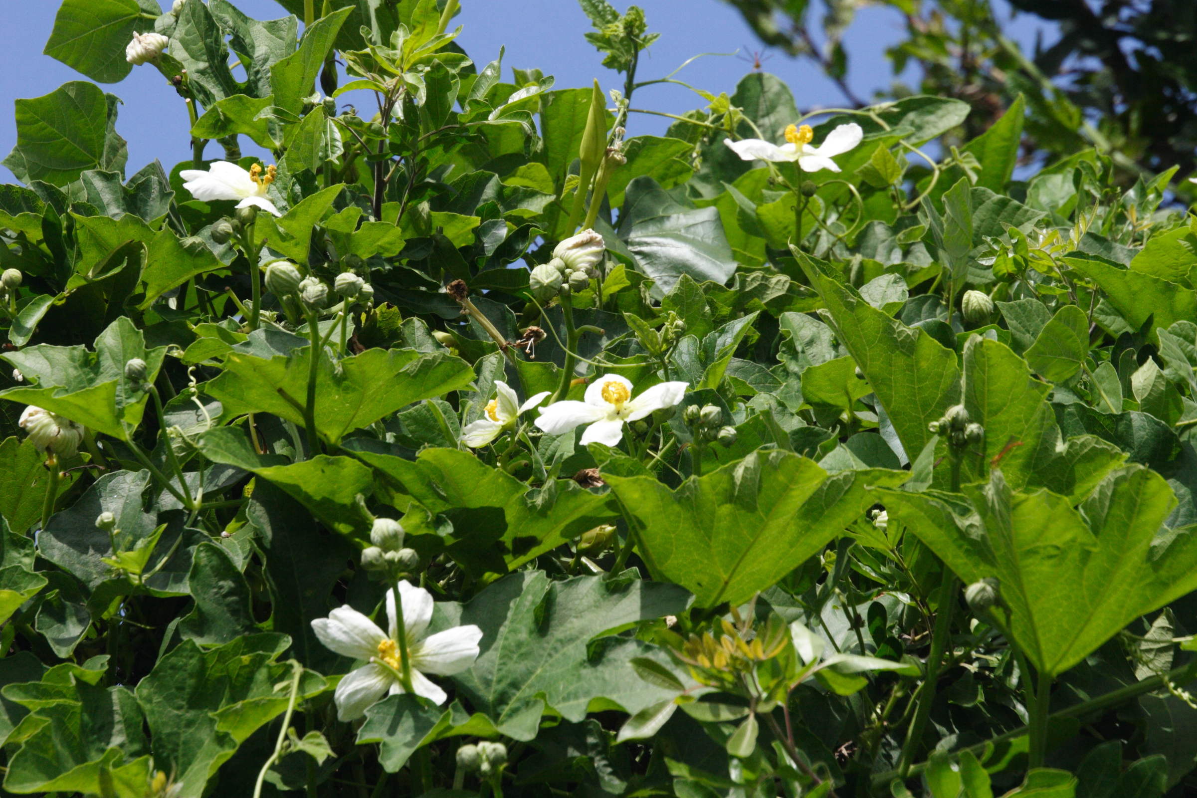 lagenaria_sphaerica2md