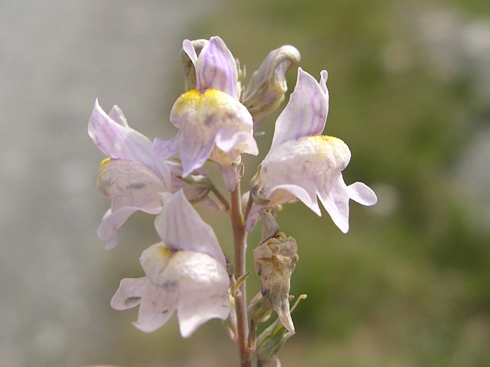 linaria_repens2bmd