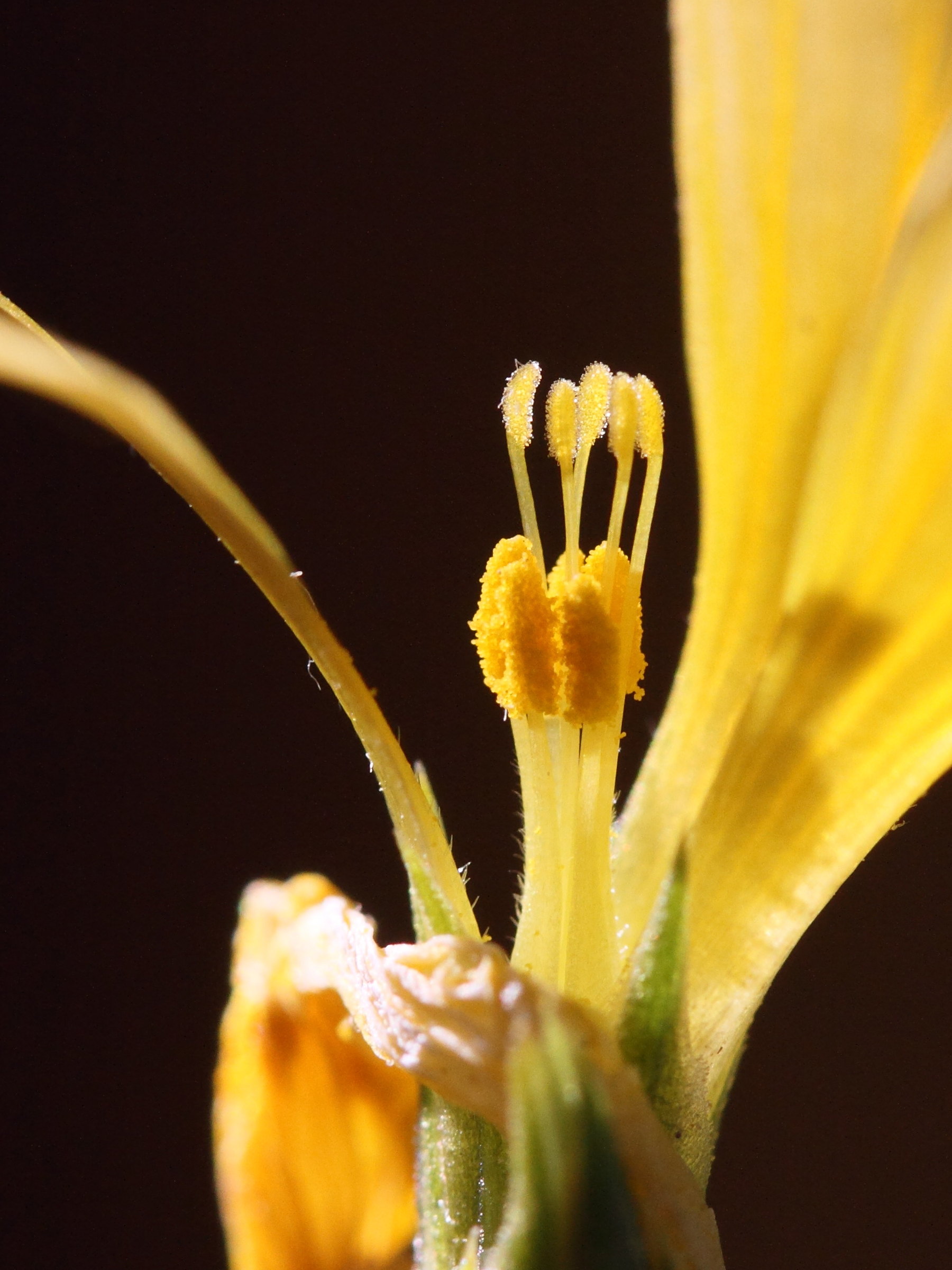 linum_campanulatum6md