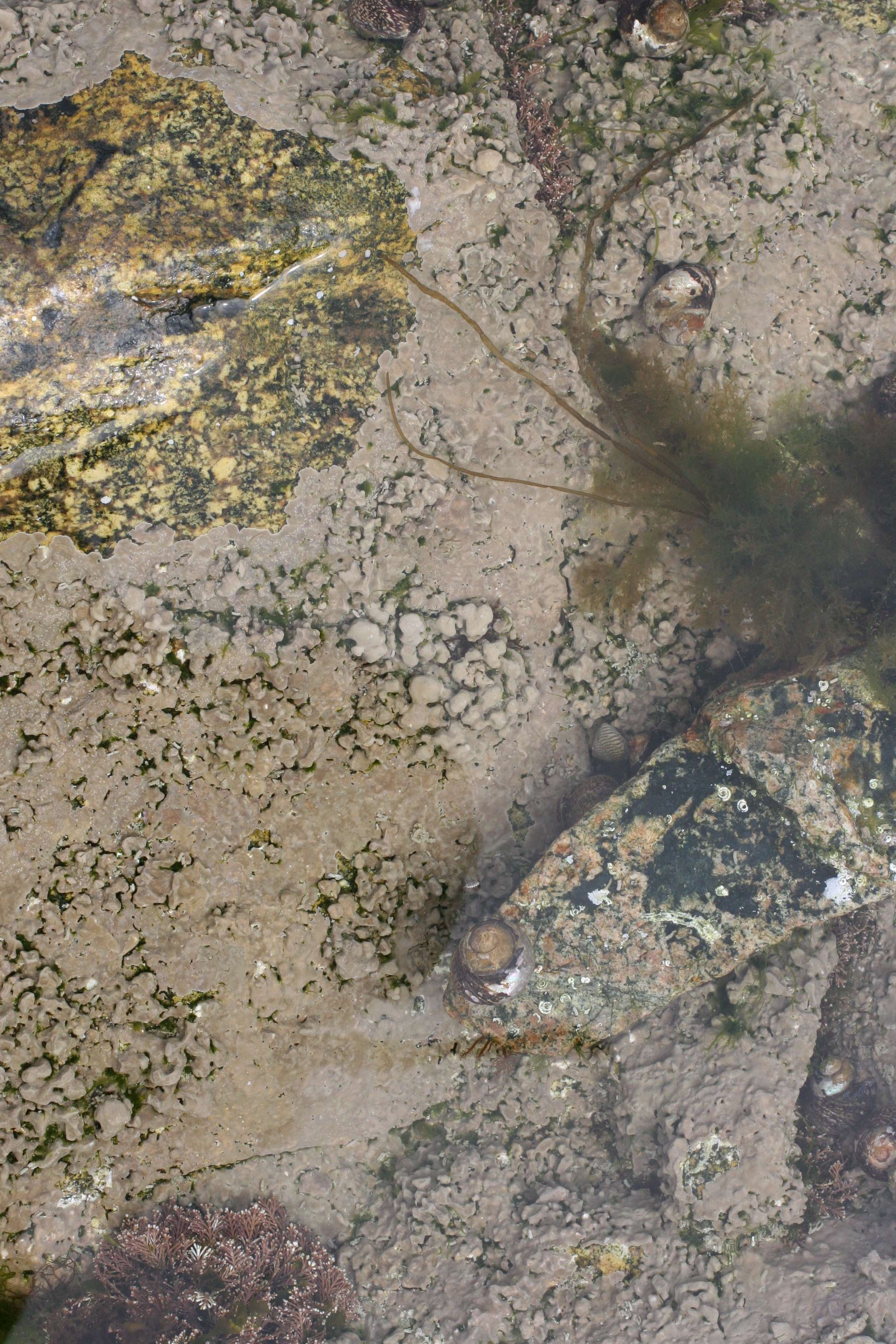 lithophyllum_incrustans1md