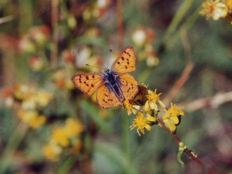 lycaena_alciphron1md