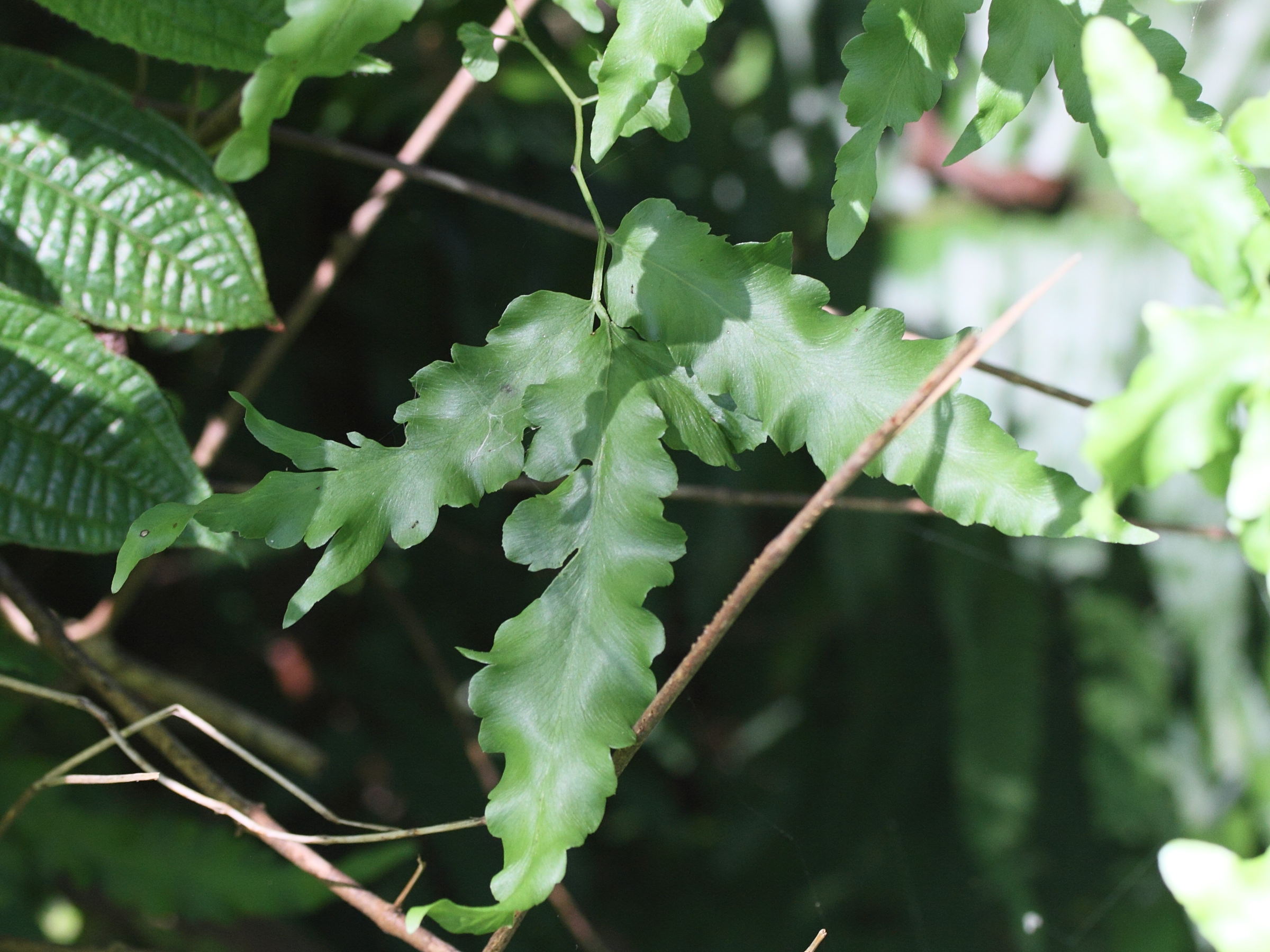 lygodium_kerstenii5md