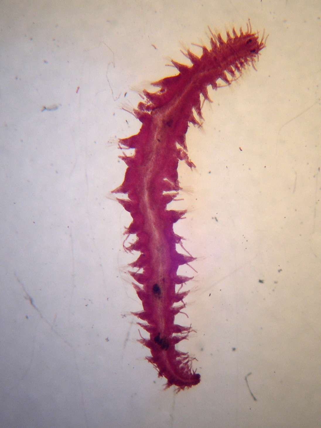 magalia_perarmata1md