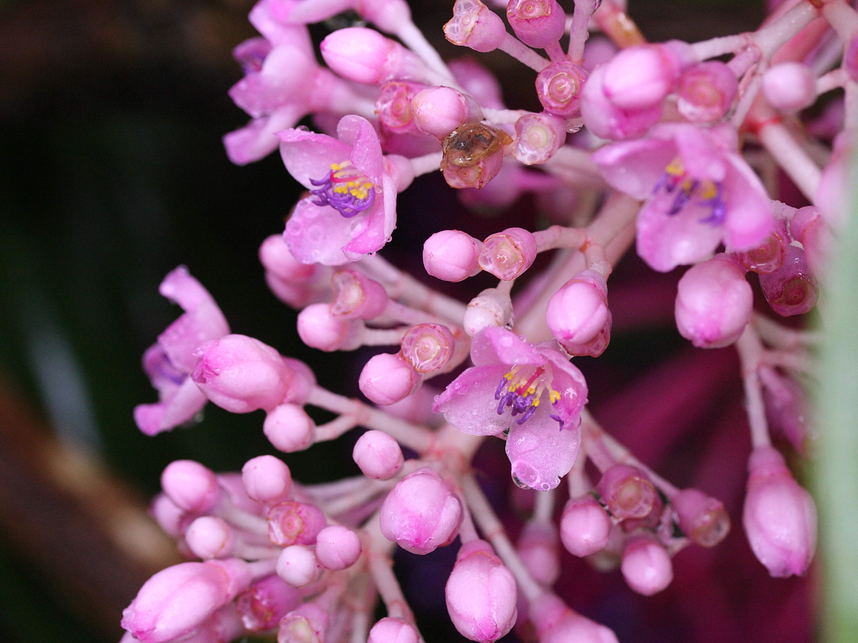 Afficher le média medinilla_myriantha2md medinilla_myriantha2md