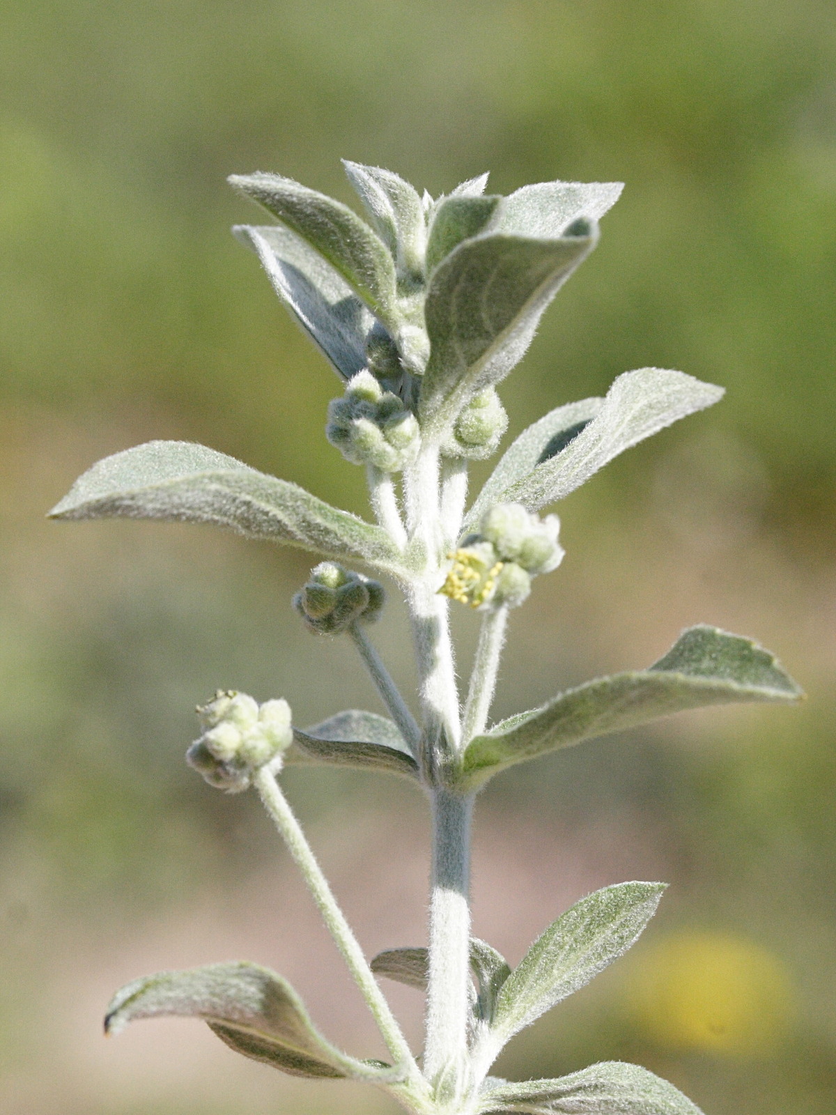 mercurialis_tomentosa4md