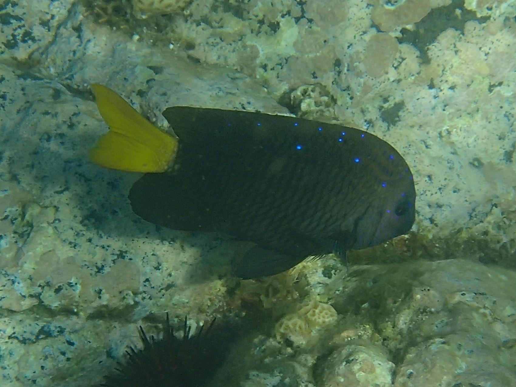 microspathodon_chrysurus1sd