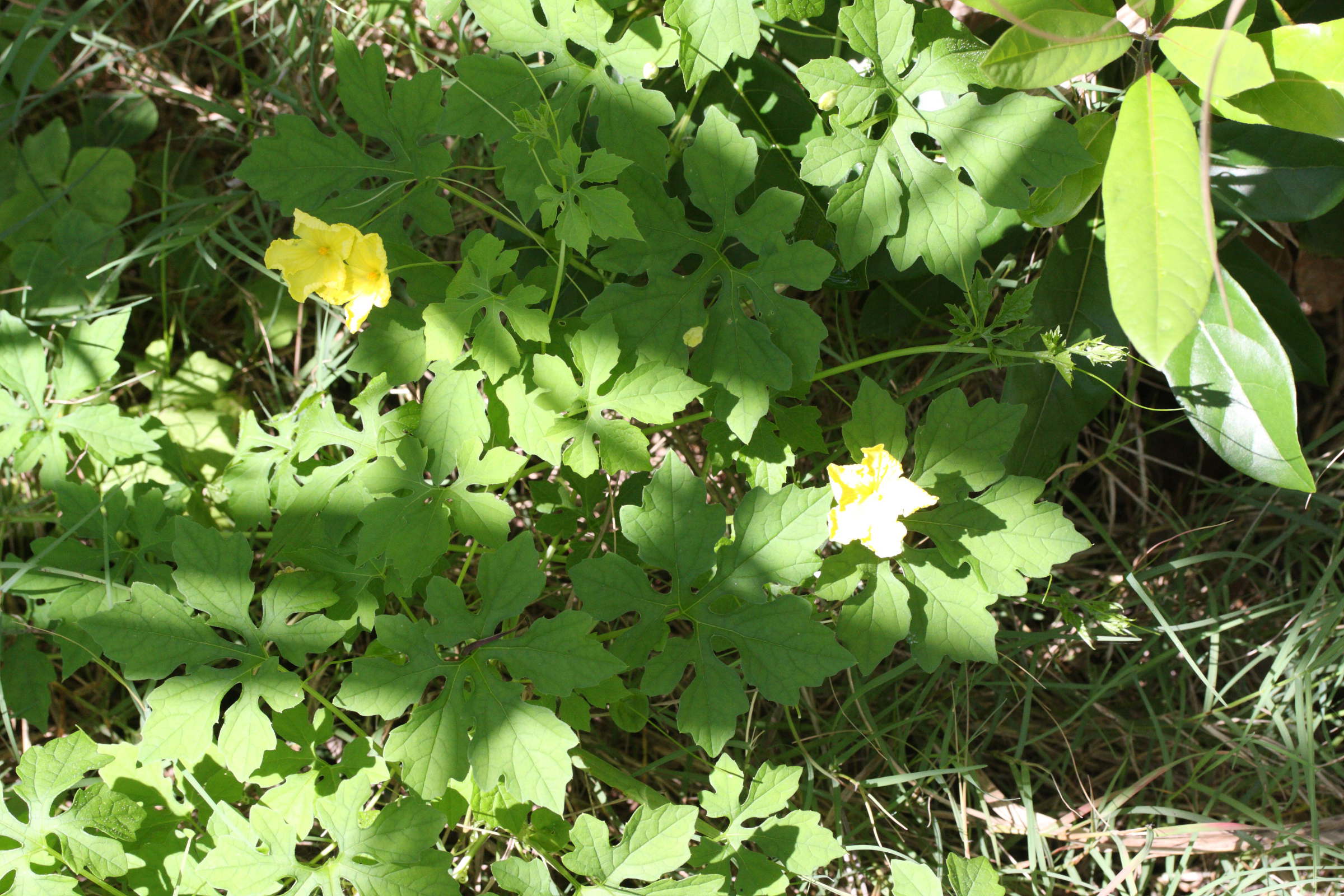 Afficher le média momordica_charantia2md momordica_charantia2md