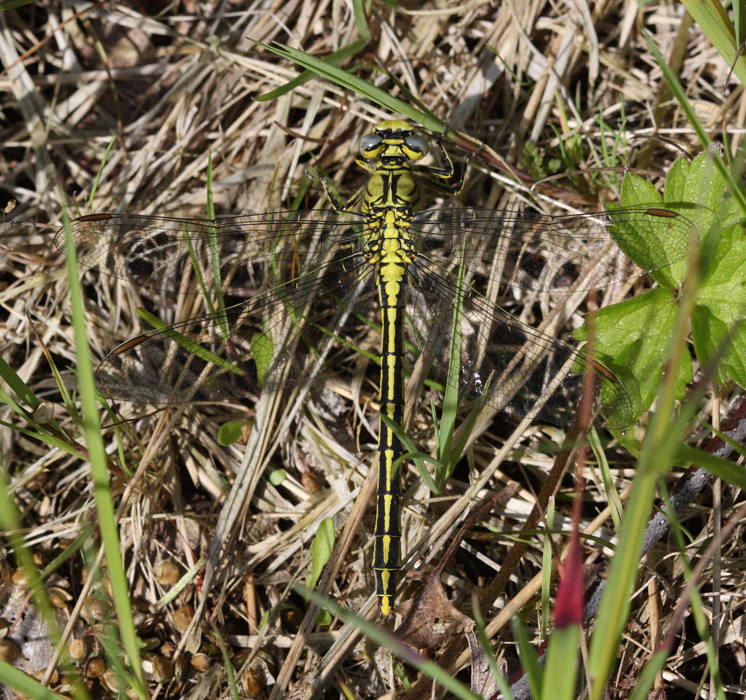 onychogomphus_forcipatus6bd
