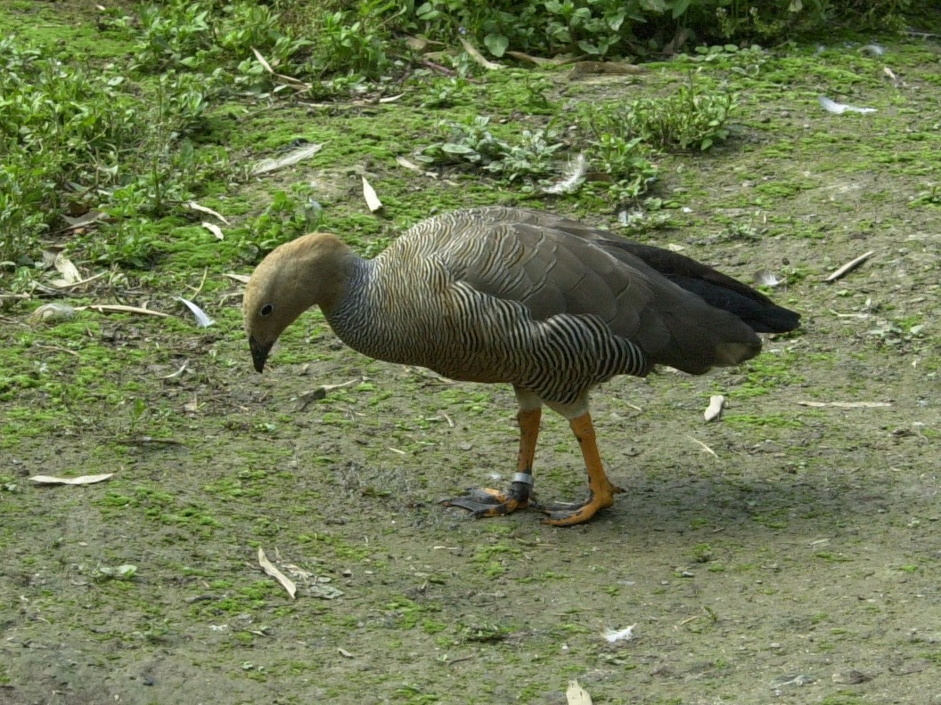 ouette_a_tete_rousse_-_chloephaga_rubidiceps2md