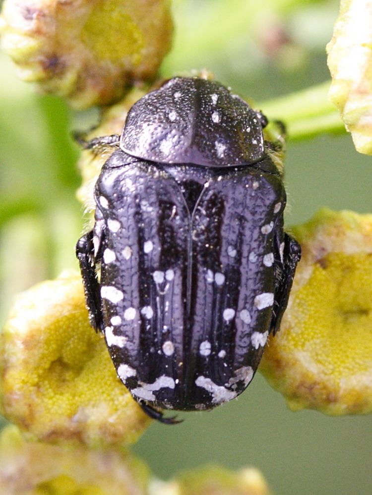 oxythyrea_funesta4md