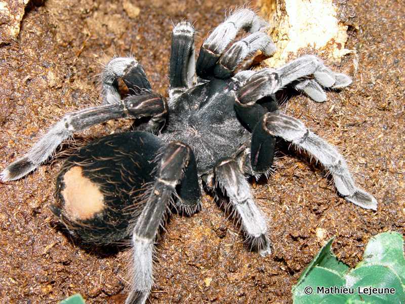 panphobeteus_antinous2ml