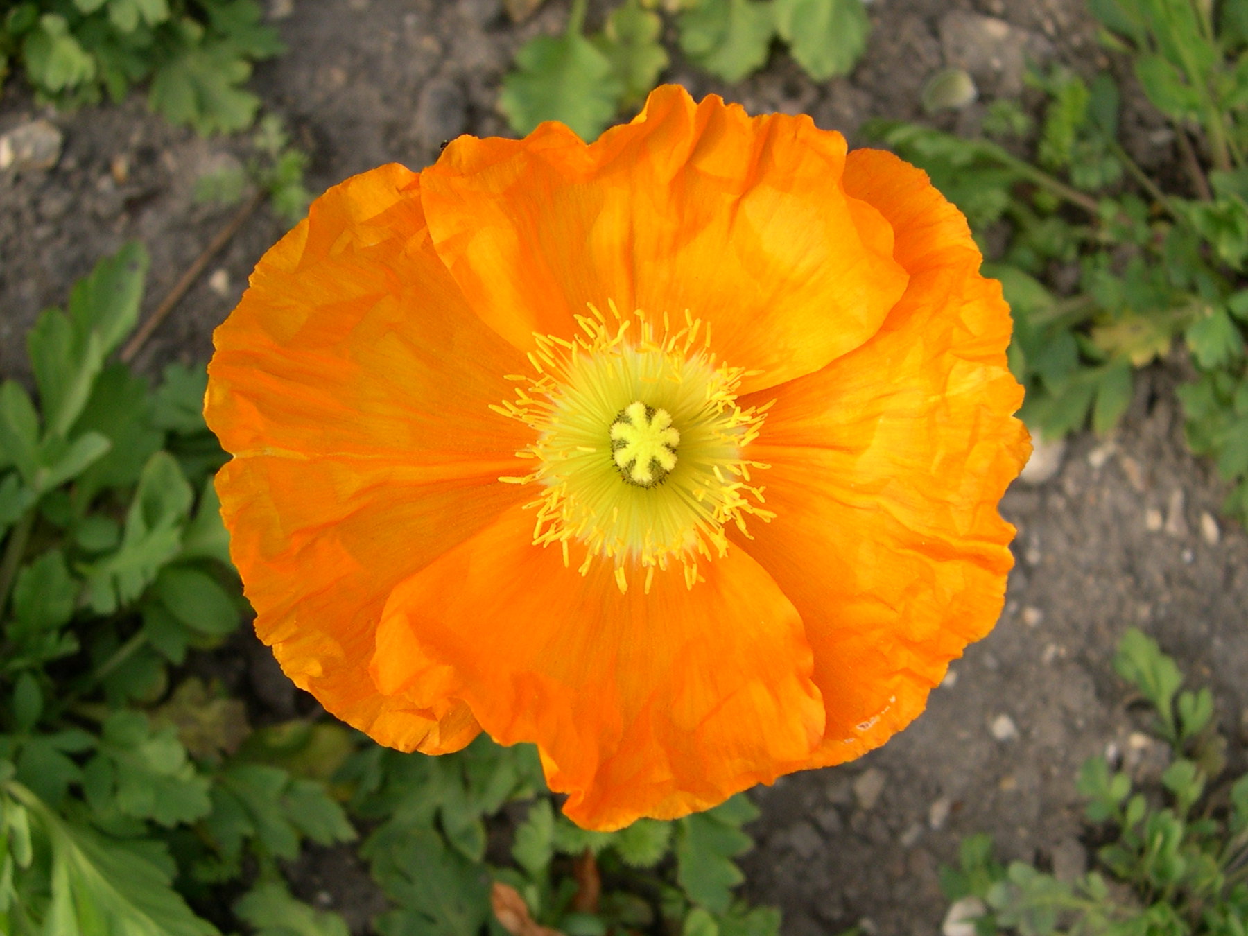 Afficher le média papaver_croceum2md papaver_croceum2md