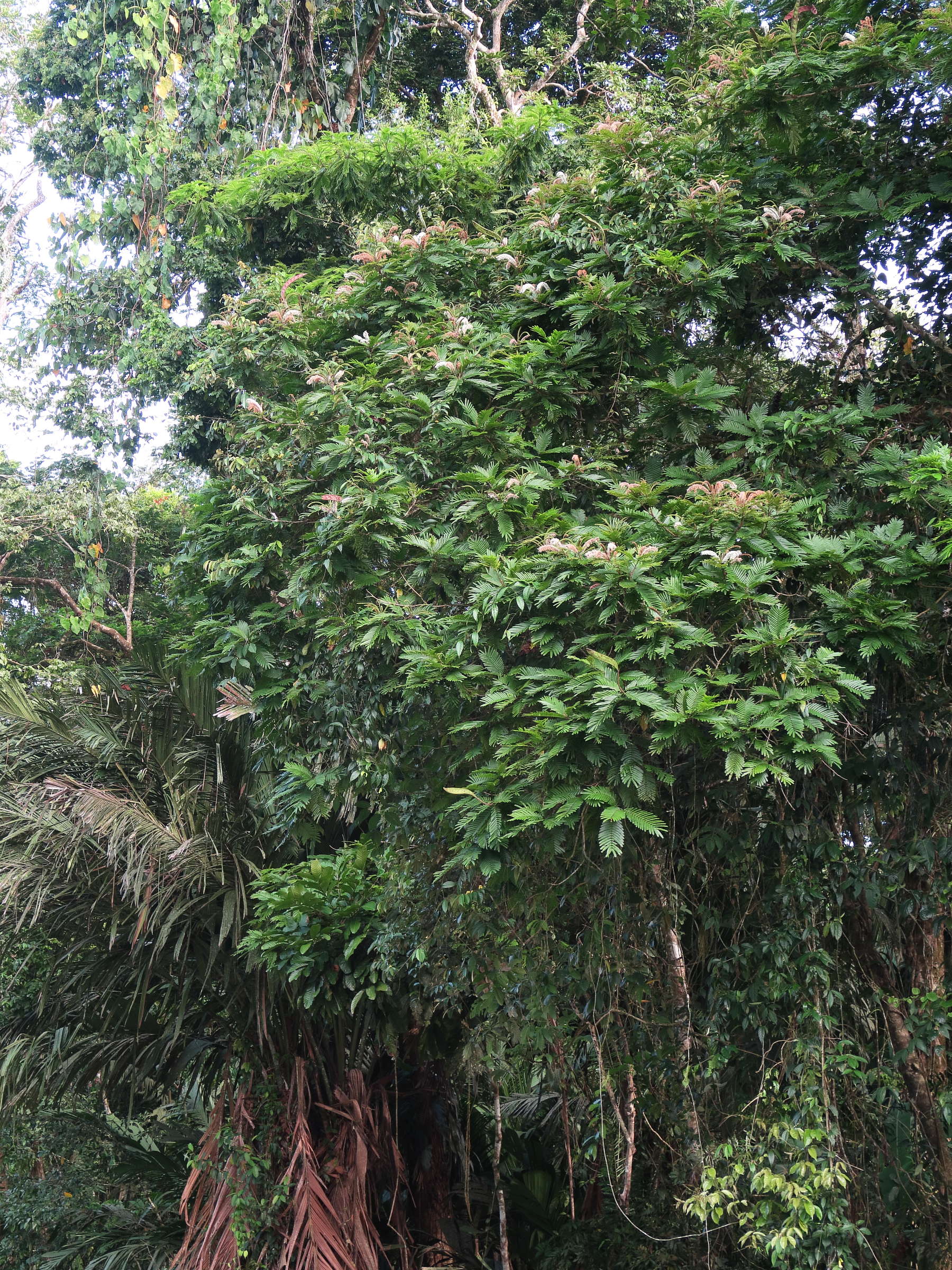 Afficher le média pentaclethra_macroloba2md pentaclethra_macroloba2md