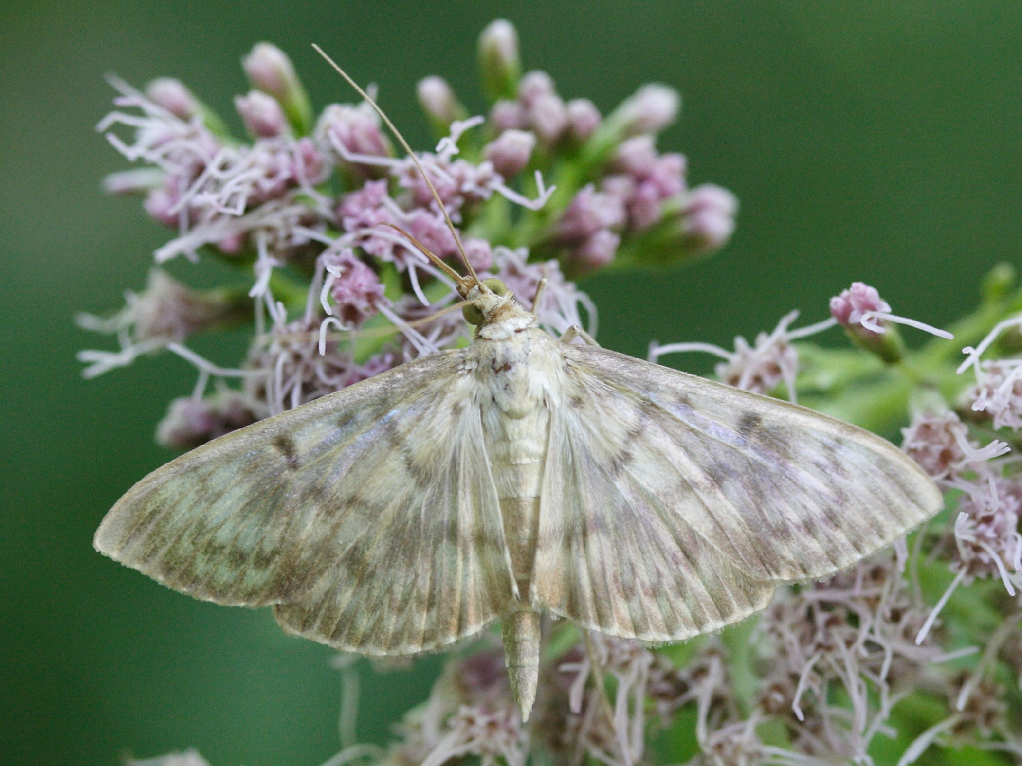 perinephela_lancealis1md