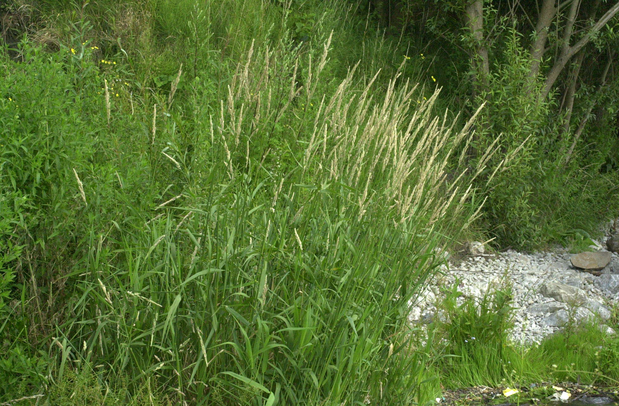 phalaris_arundinacea1cmd