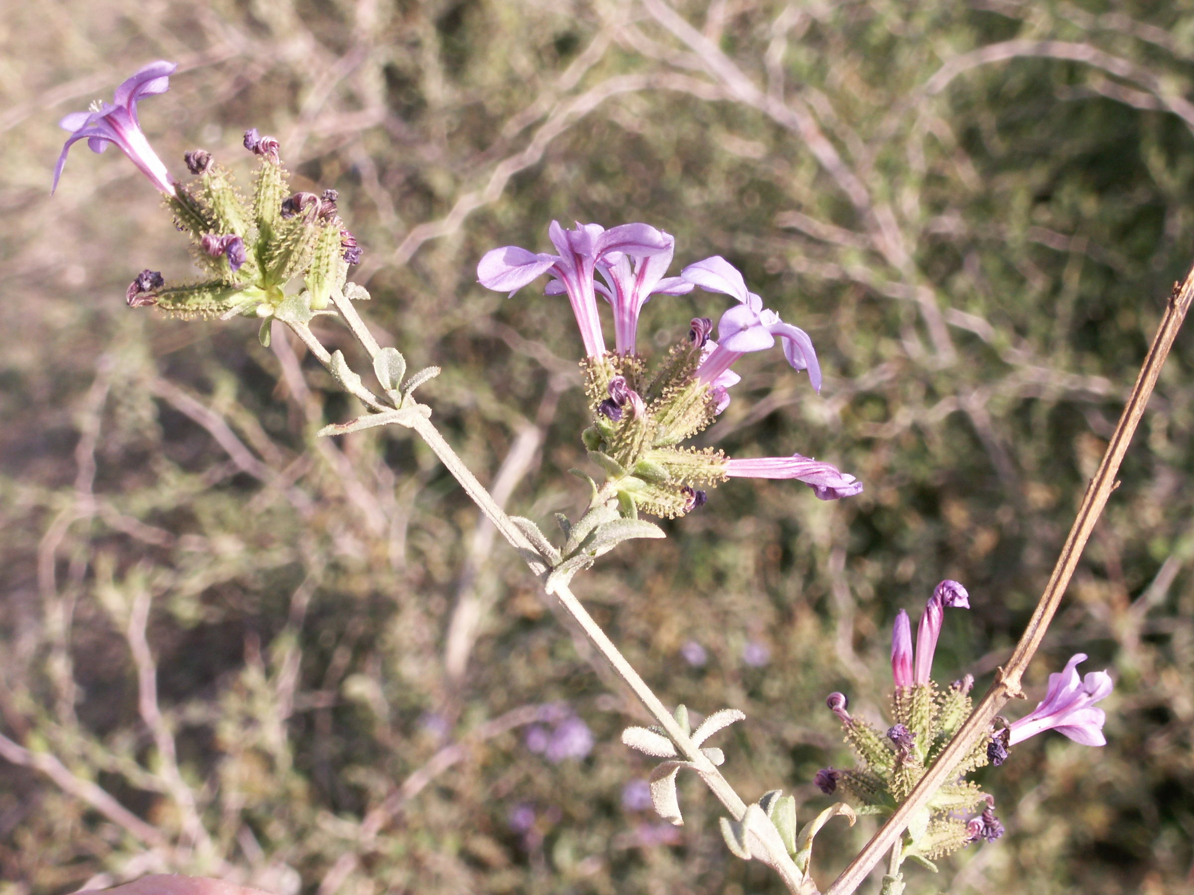 plumbago_europaea4bd