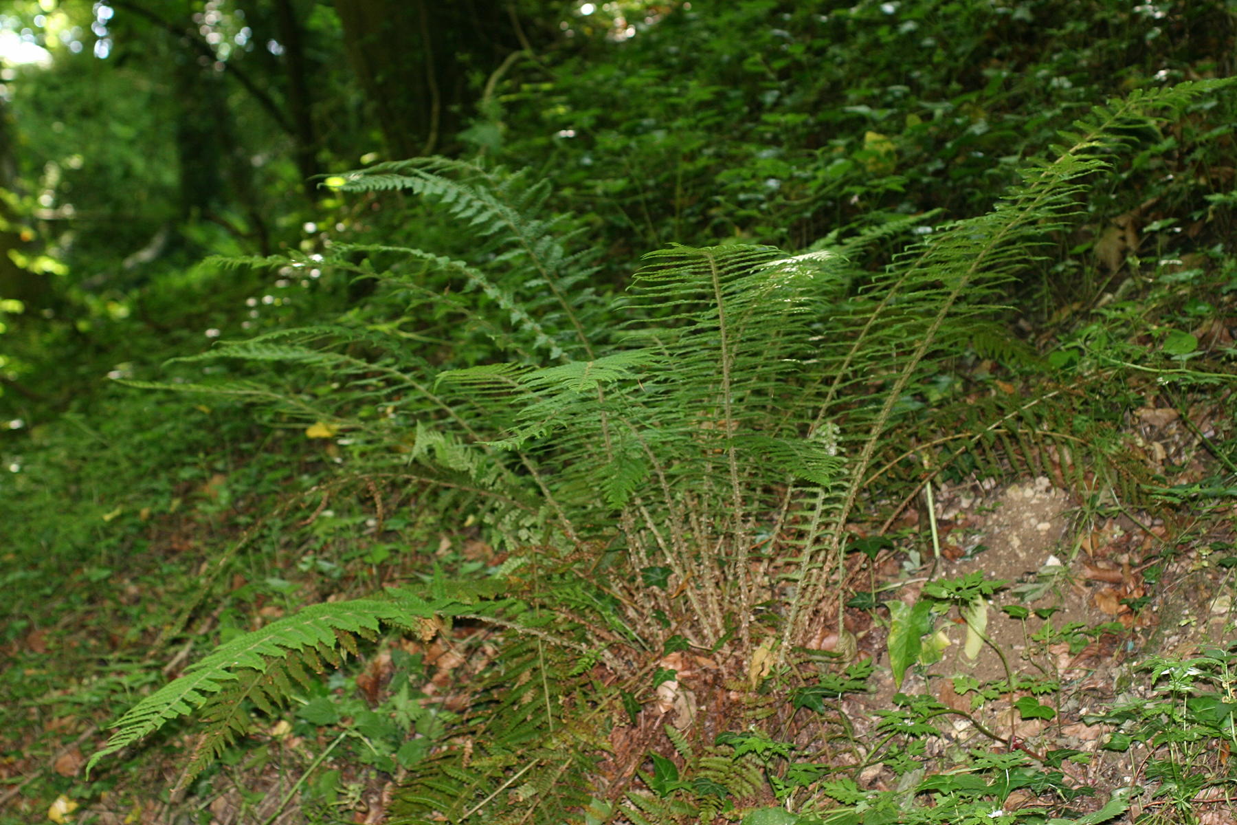 polystichum_setiferum1md