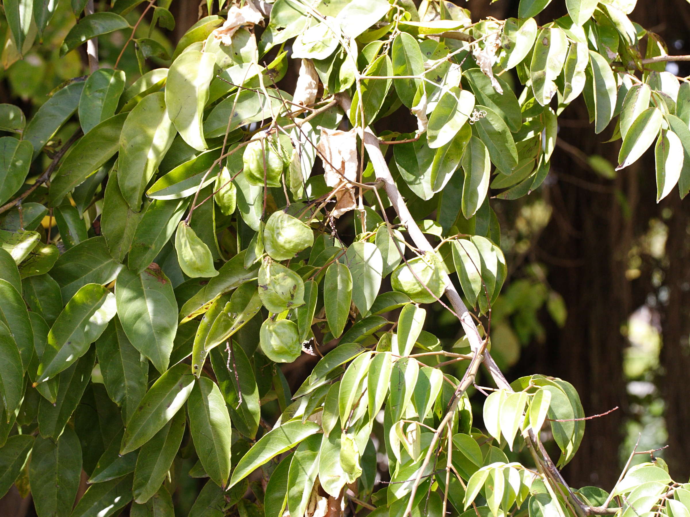 pterocarpus_officinalis5amd