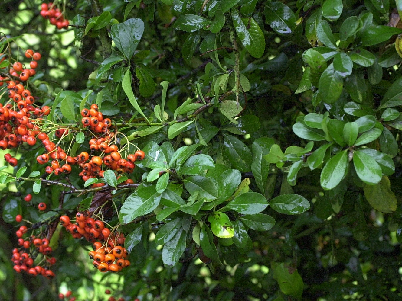 pyracantha_pauciflora4md
