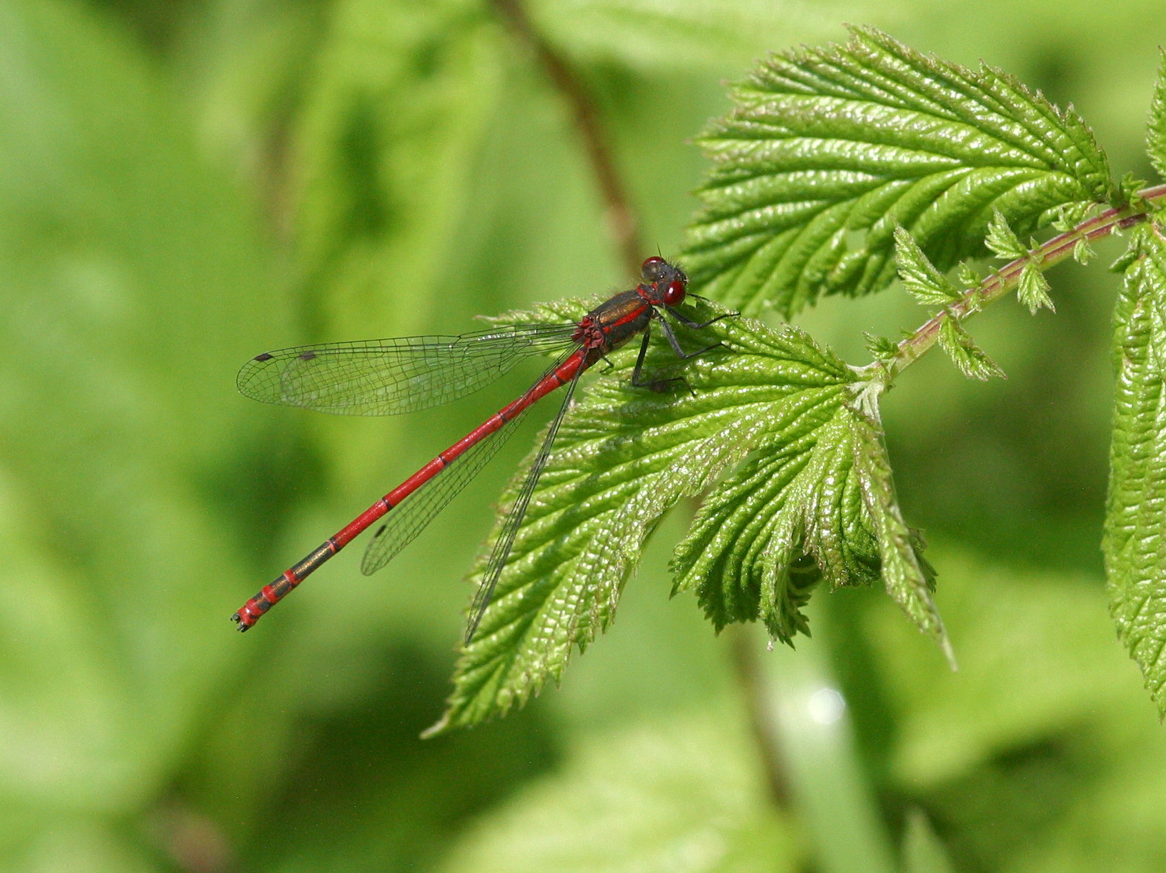 Afficher le média pyrrhosoma_nymphula6bd pyrrhosoma_nymphula6bd