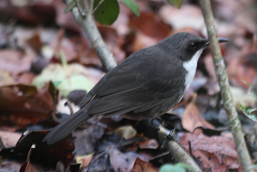 Ramphocinclus_brachyurus