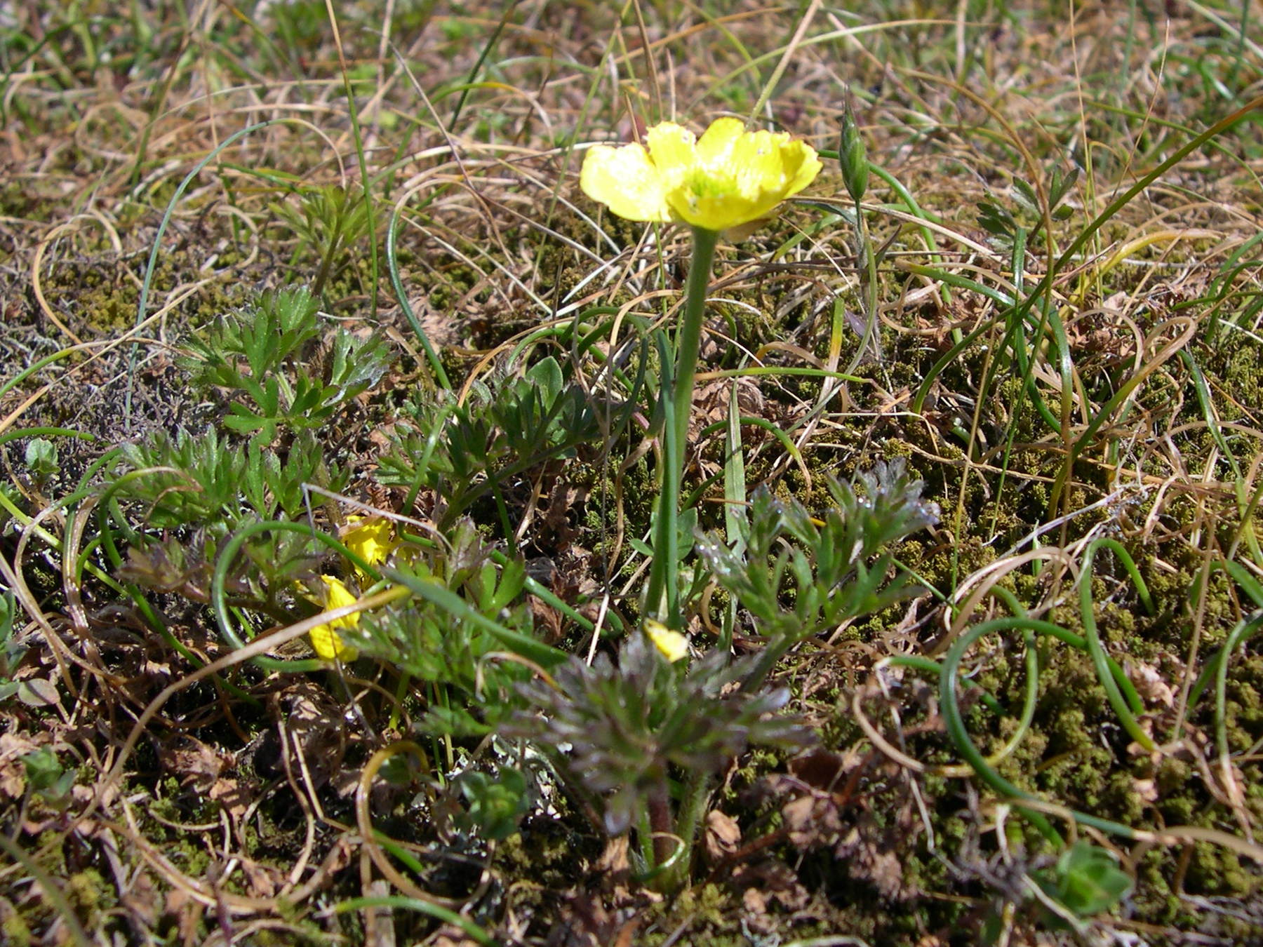 ranunculus_paludosus1md