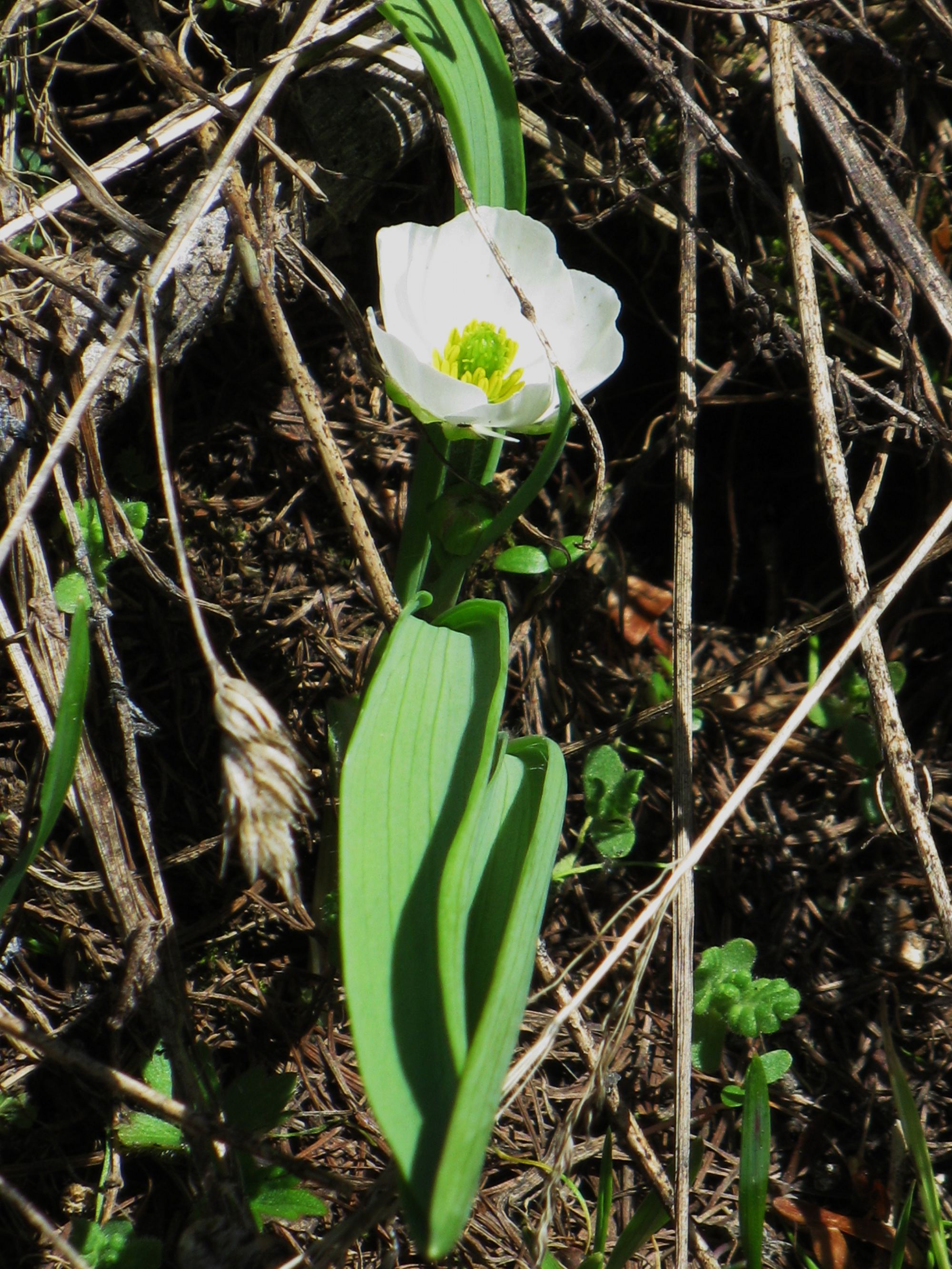 Afficher le média ranunculus_pyrenaeus1mv ranunculus_pyrenaeus1mv