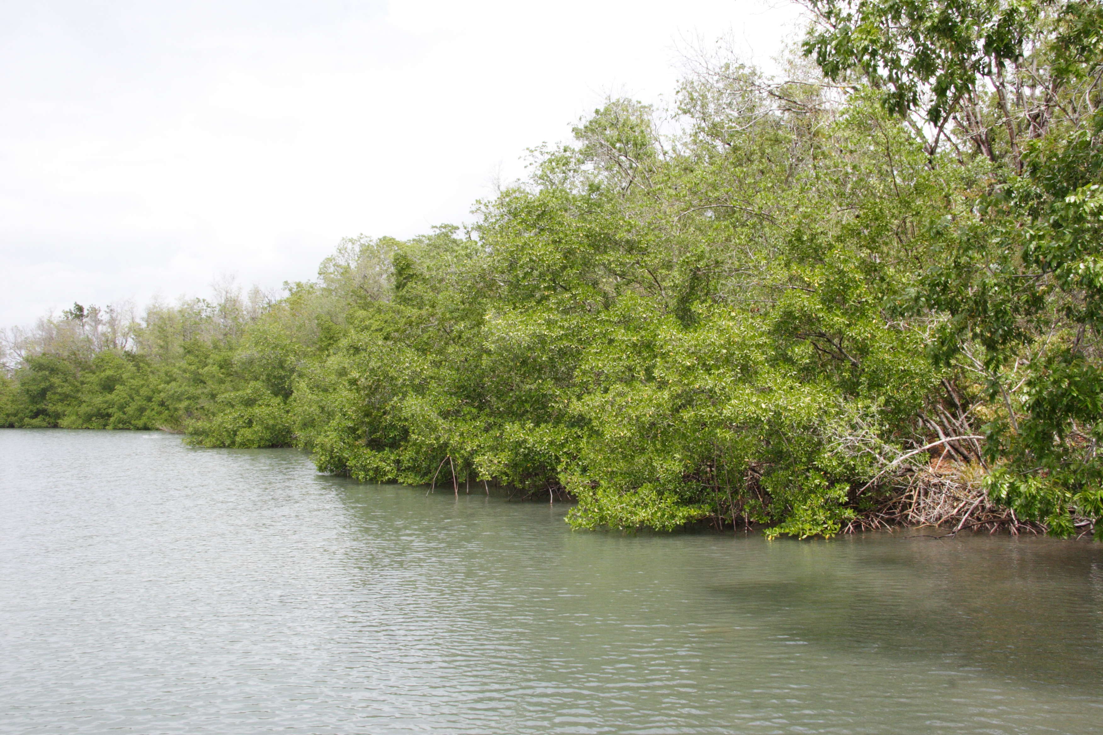 rhizophora_mangle5md