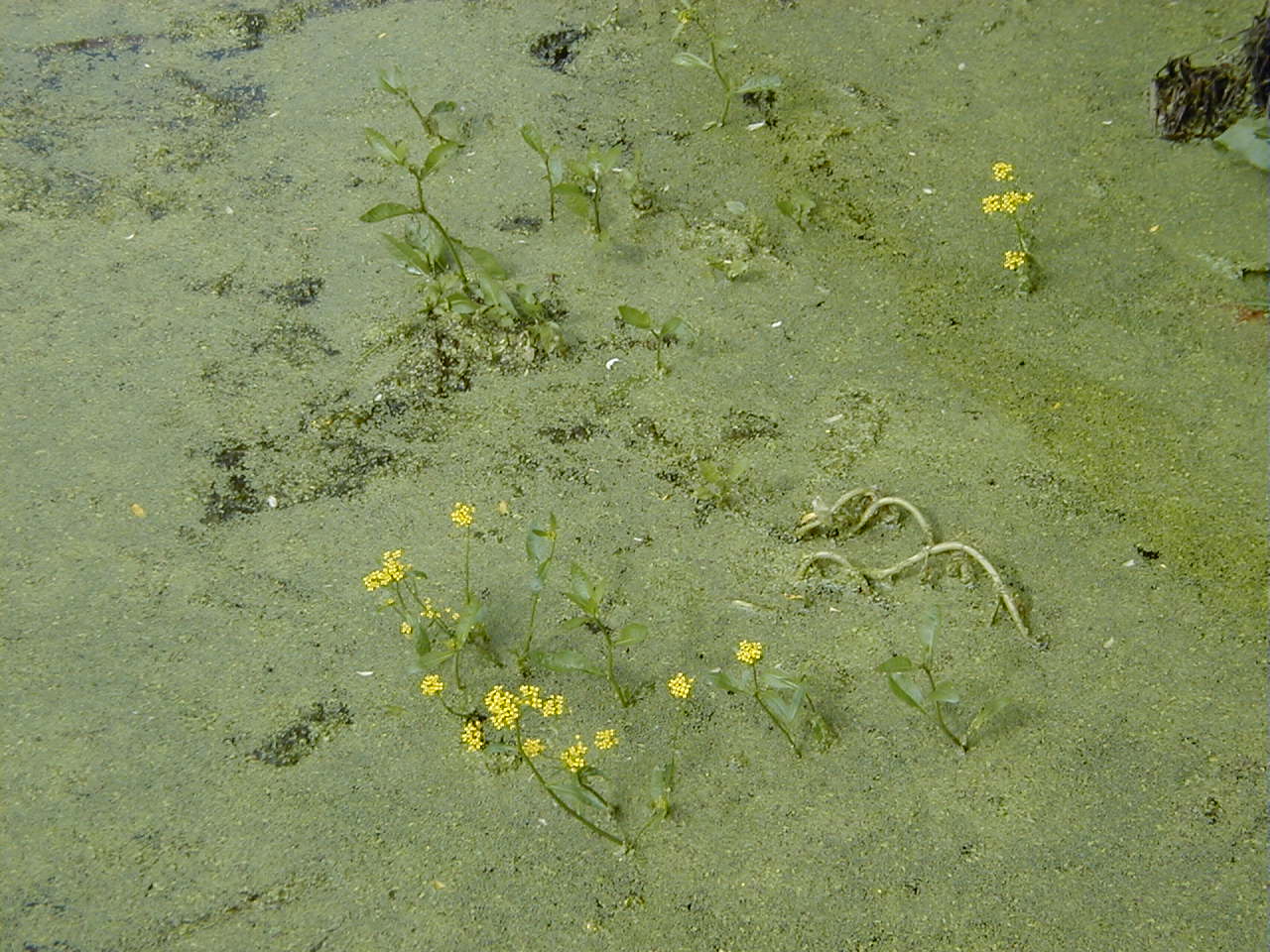 Afficher le média rorippa_amphibia1bmd rorippa_amphibia1bmd