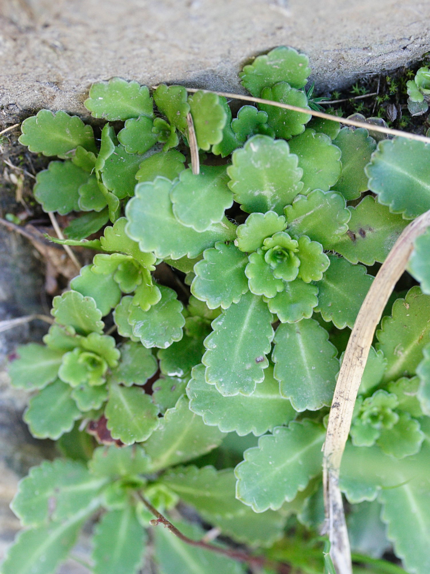saxifraga_cuneifolia3md