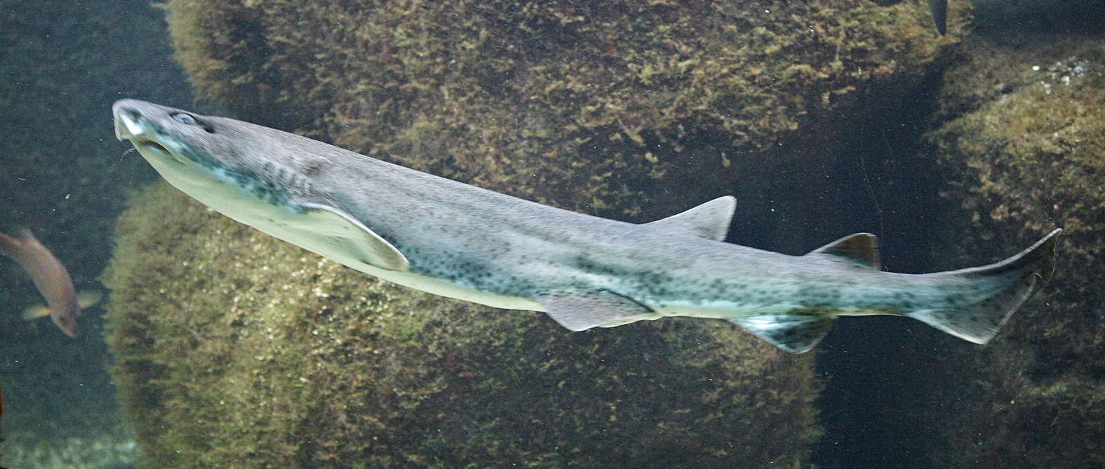 scyliorhinus_stellaris1md