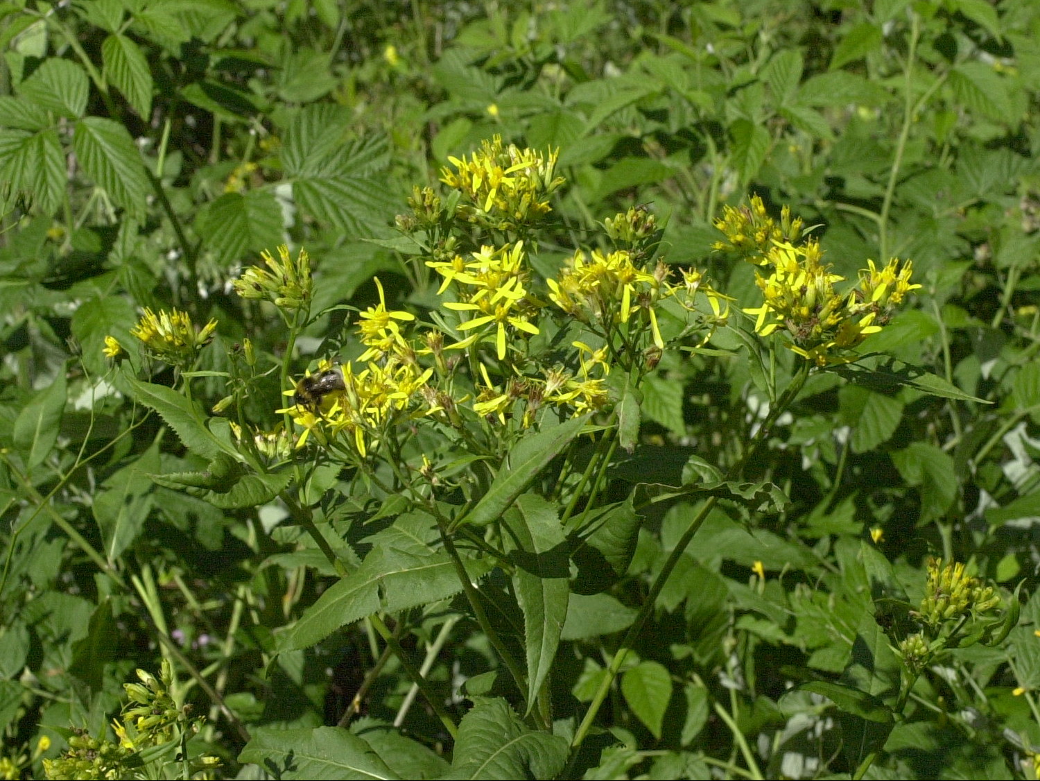 senecio_nemorensis2md