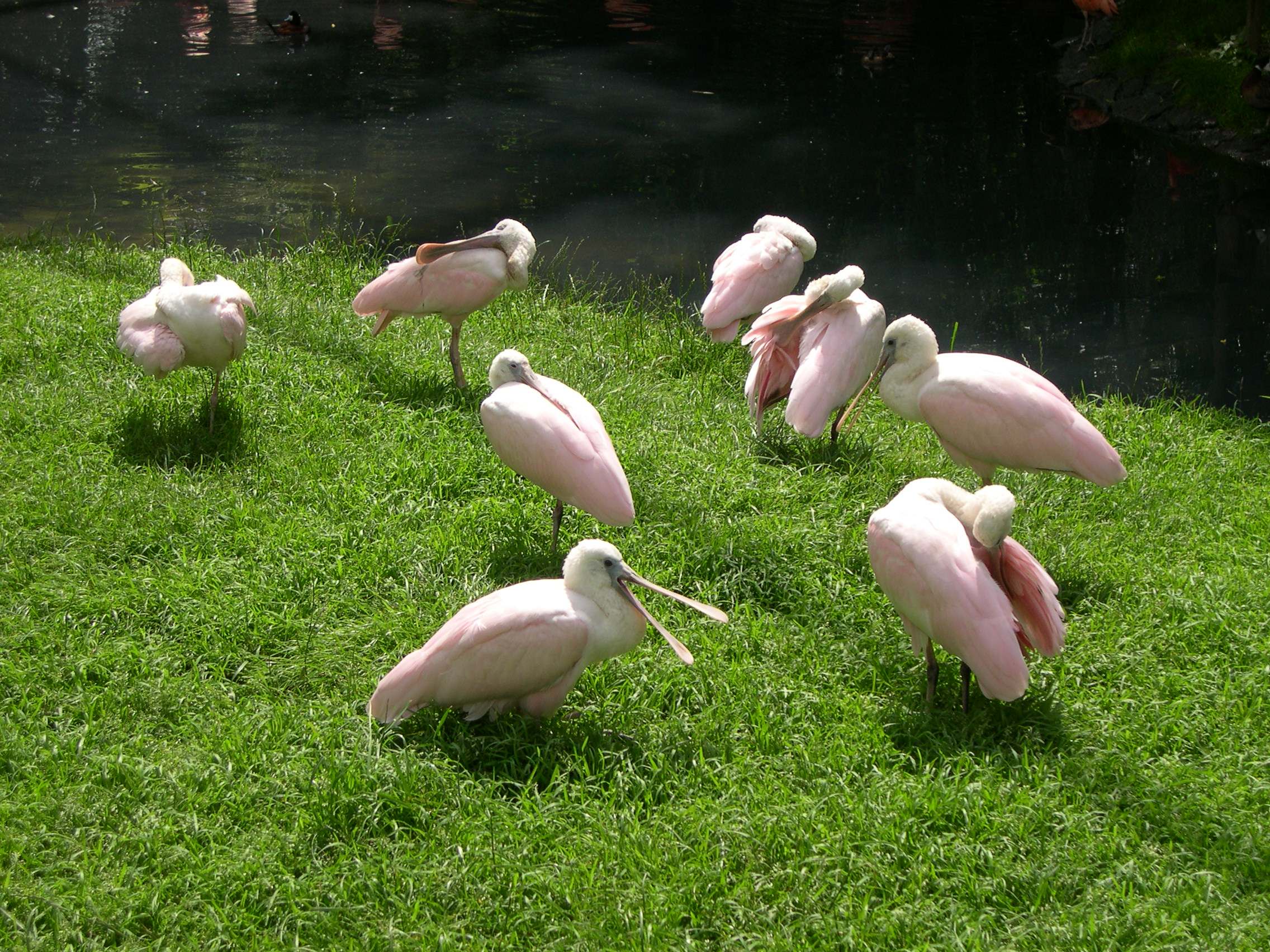 spatule_rosee_-_platalea_ajaja1md