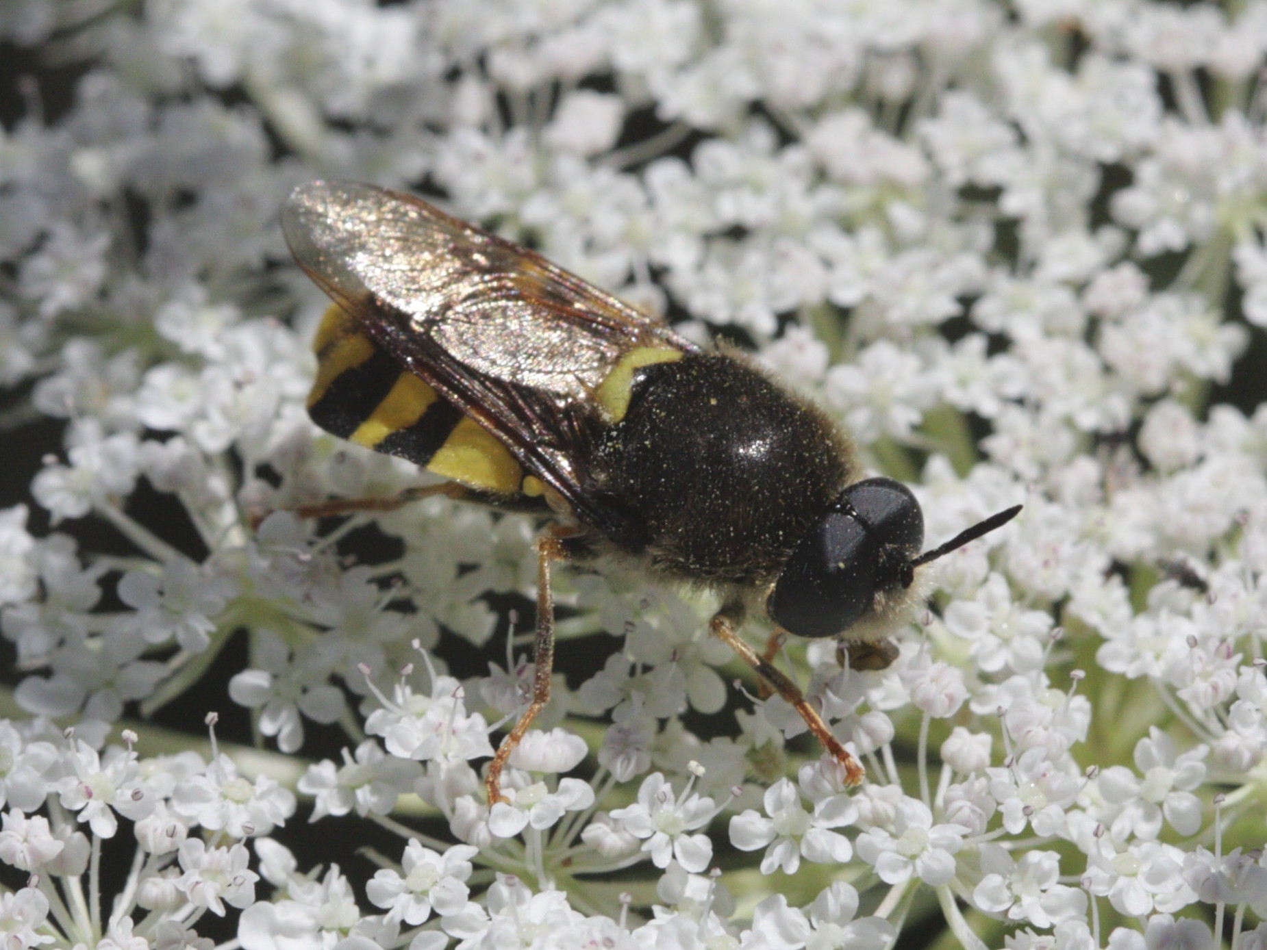 stratiomys_potamida2bd