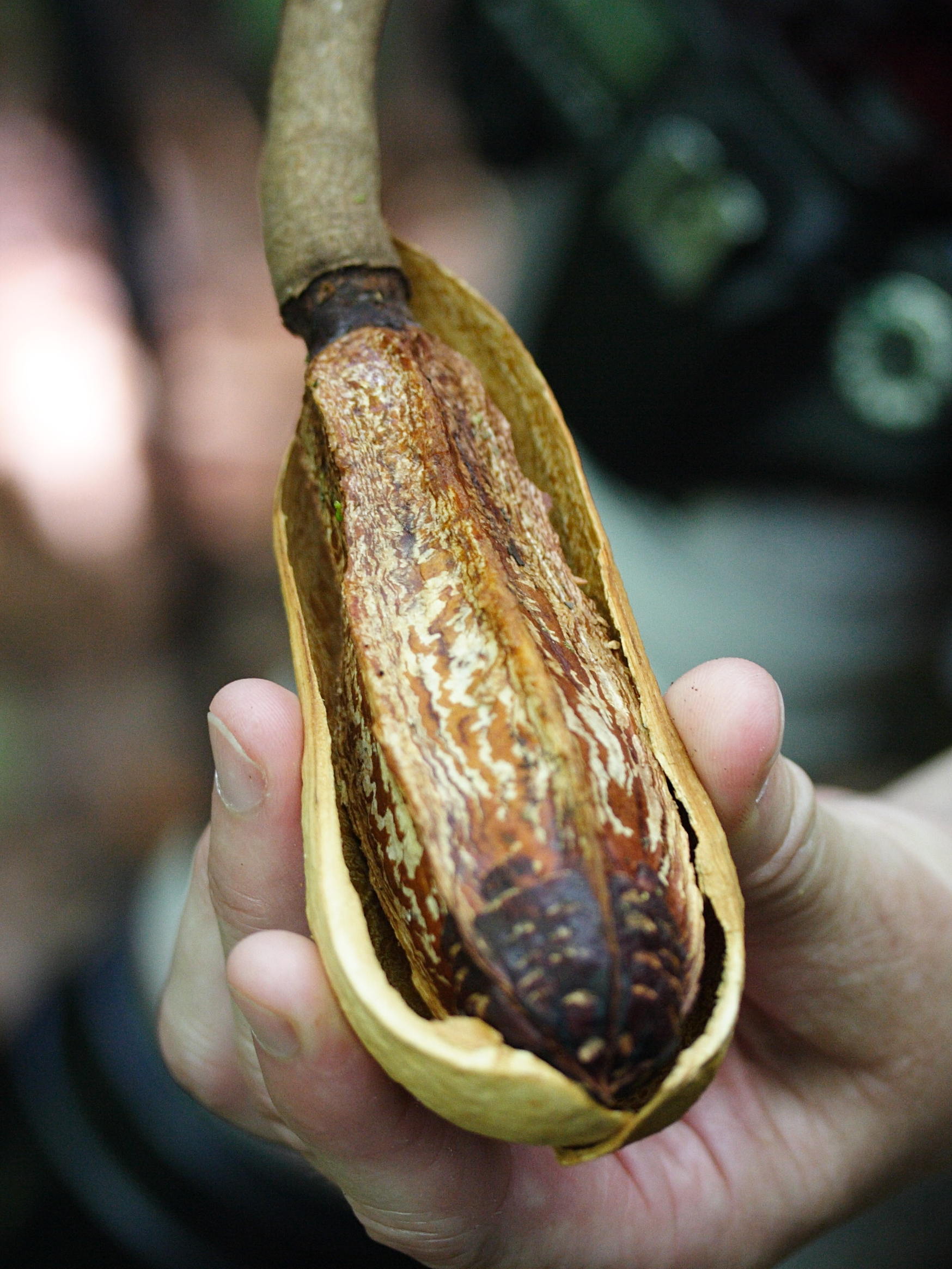 Afficher le média swietenia_macrophylla3md swietenia_macrophylla3md