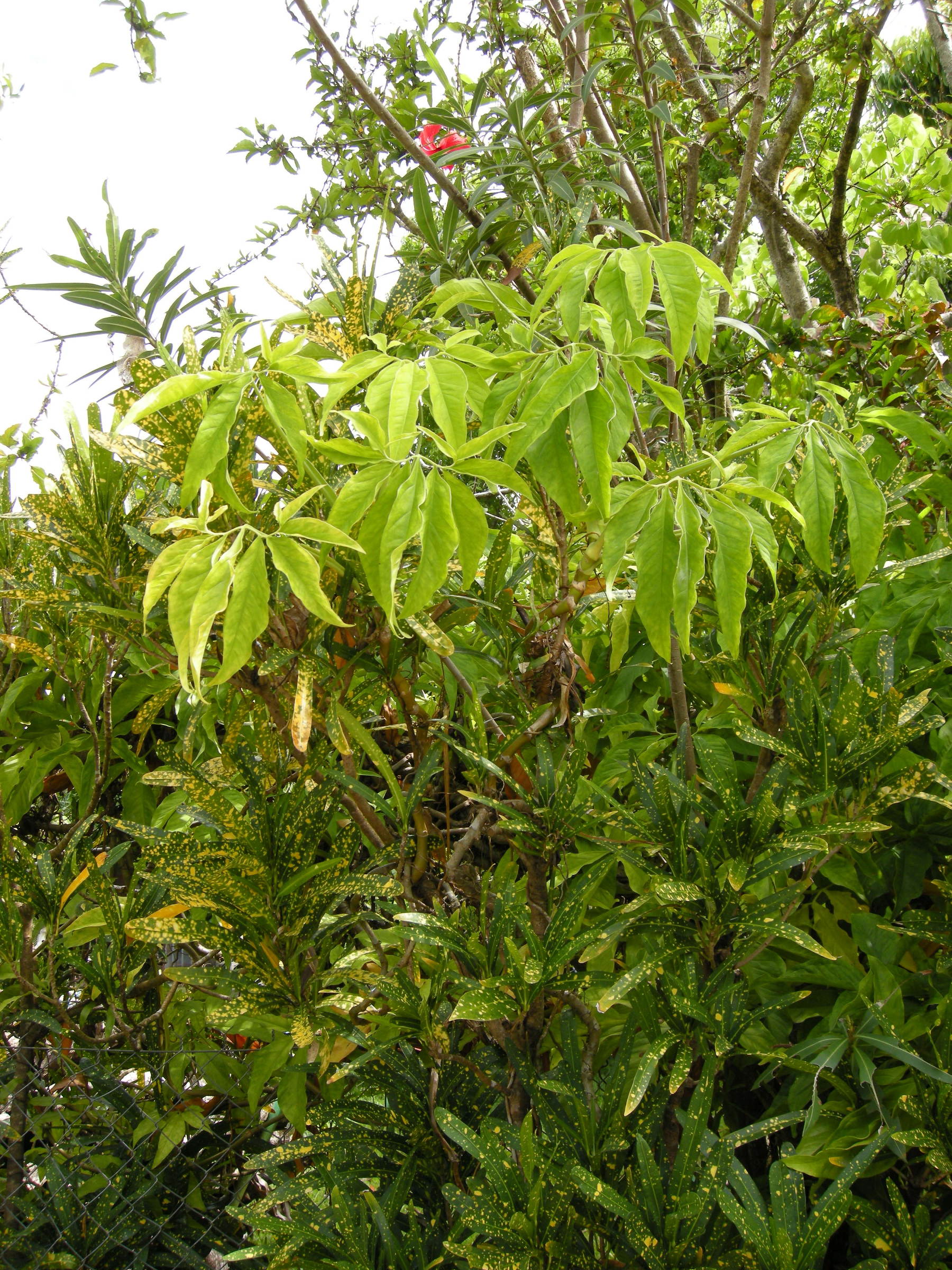 syngonium_podophyllum3md