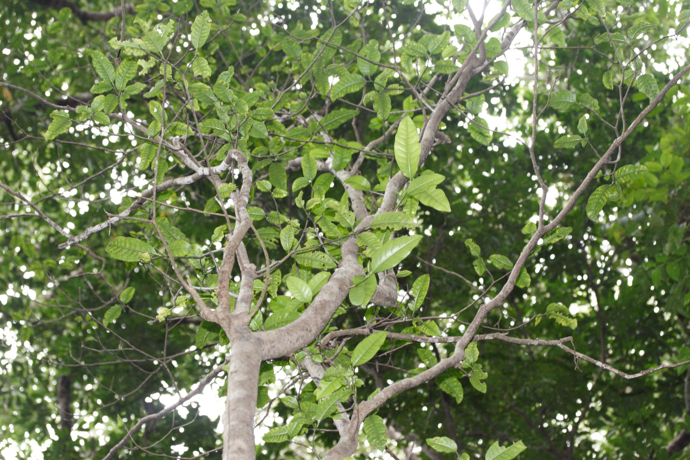 Tabernaemontana_persicariifolia