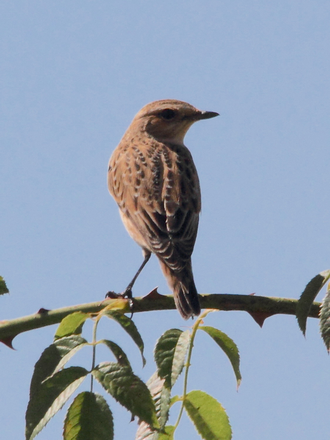 tarier_des_pres_-_saxicola_rubetra6md