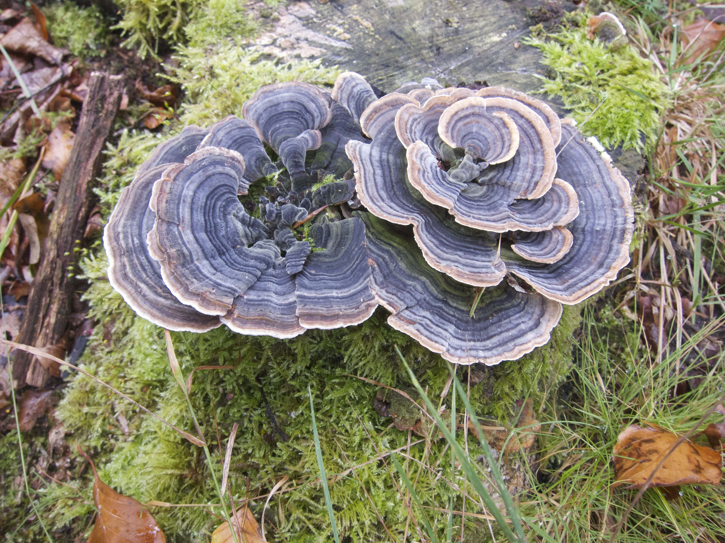 Afficher le média trametes_versicolor5bd trametes_versicolor5bd