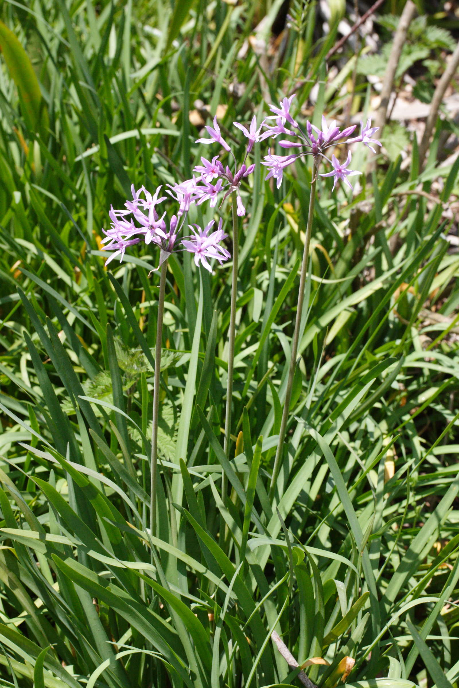tulbaghia_violacea1md