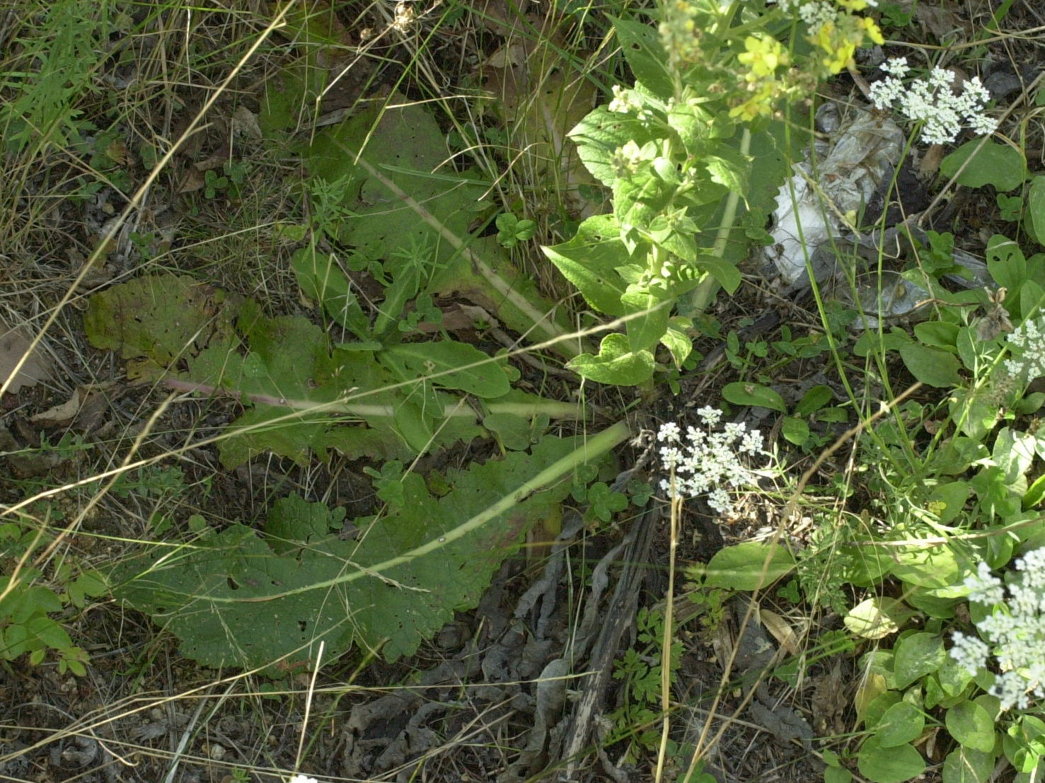 verbascum_lychnitis2md