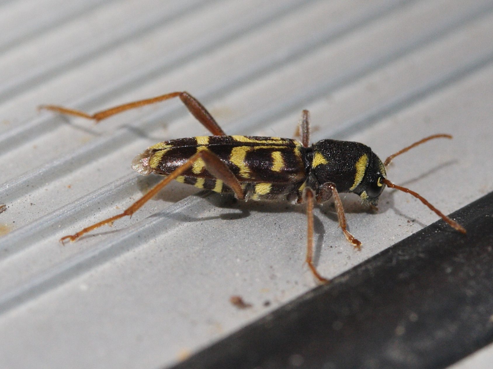 xylotrechus_arvicola2md