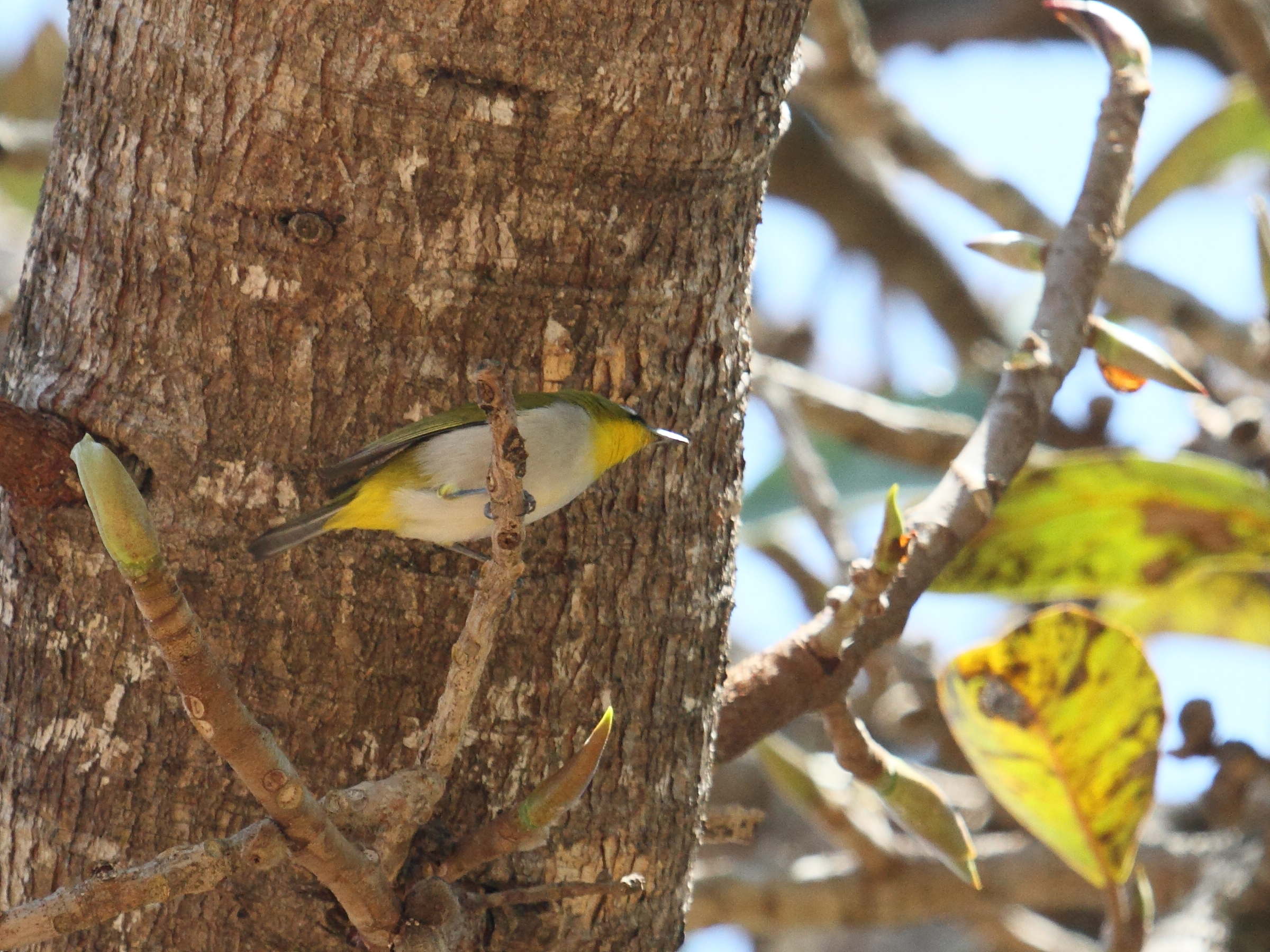 Afficher le média zosterops_malgache_-_zosterops_maderaspatanus1bd zosterops_malgache_-_zosterops_maderaspatanus1bd