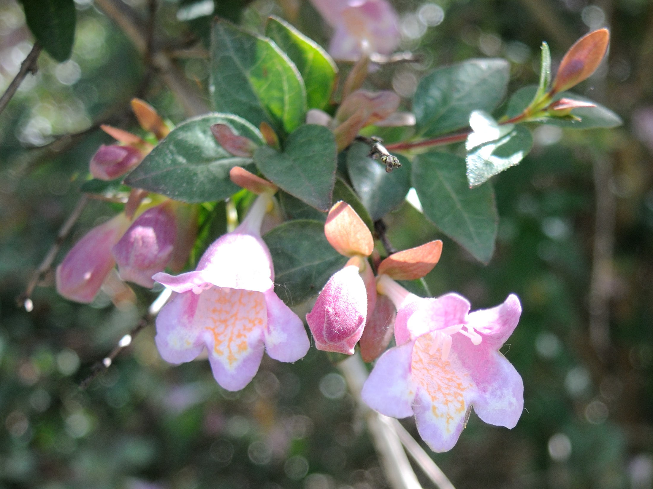 abelia_parvifolia2md