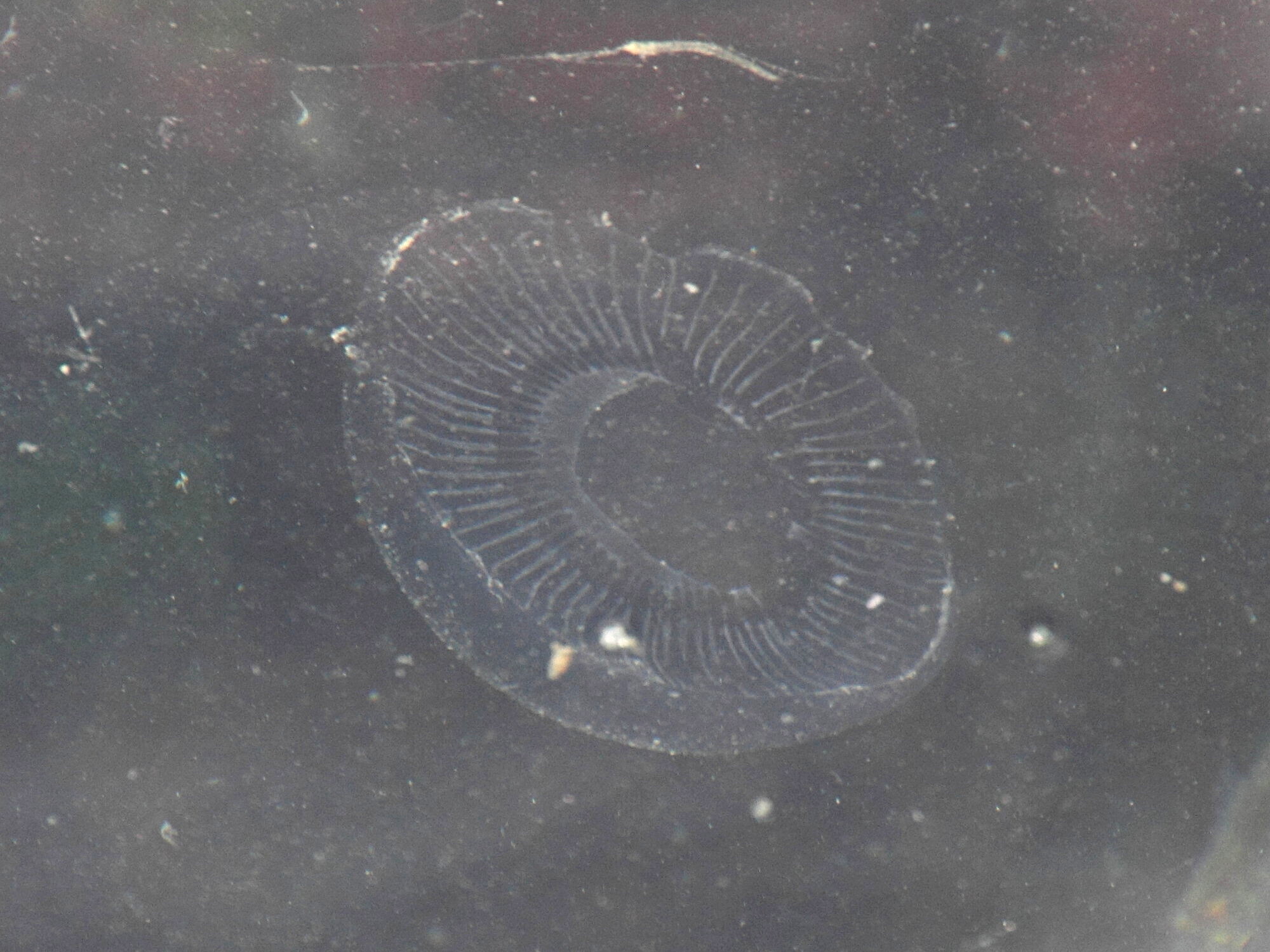 aequorea_forskalea2md