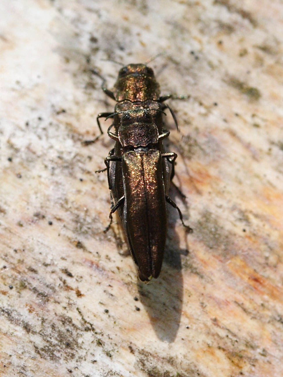 Afficher le média agrilus_sinuatus3md agrilus_sinuatus3md