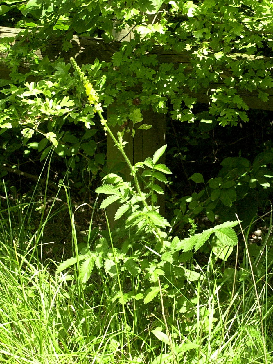 agrimonia_eupatoria1md