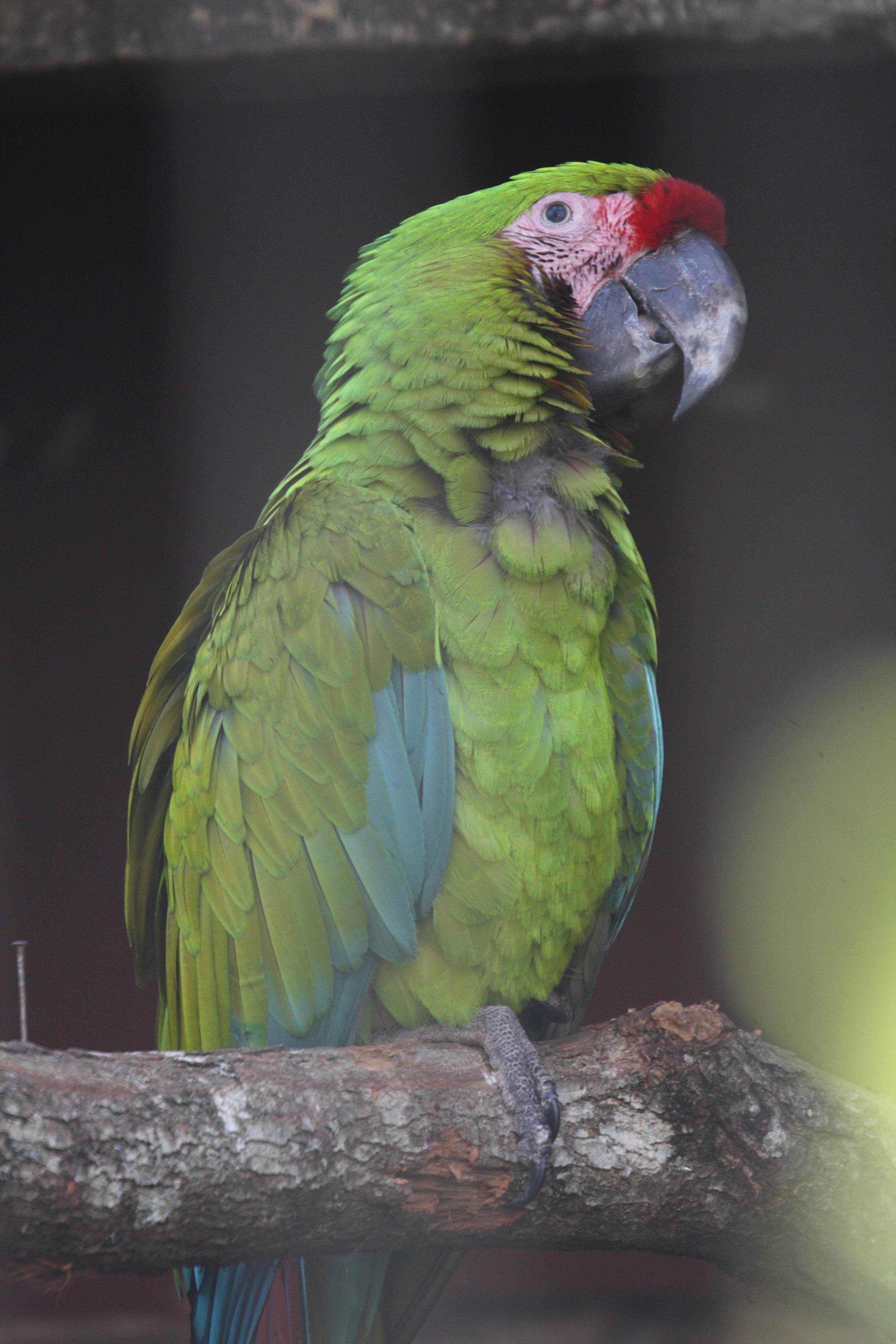 ara_de_buffon_-_ara_ambiguus2md