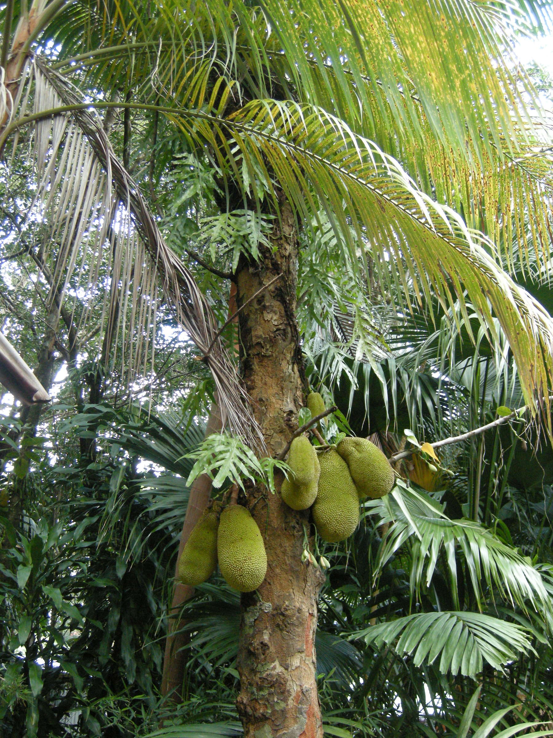 artocarpus_heterophyllus1md